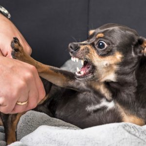 Dog Aggression Dog in Pain