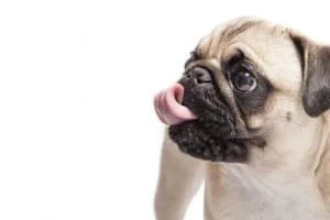 Anxious dog