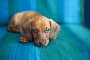 Puppy training