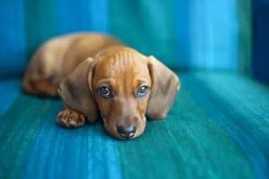 Puppy care