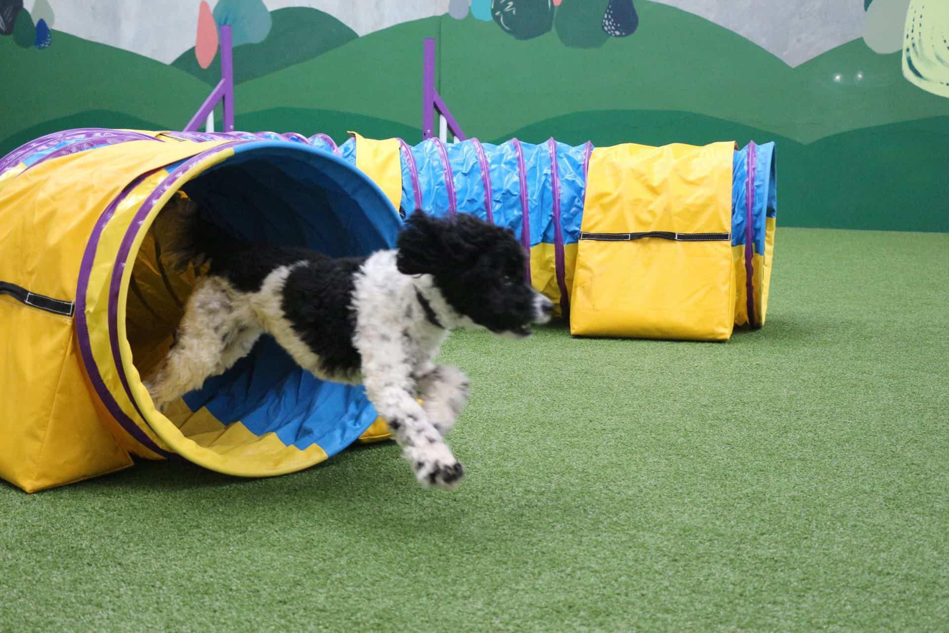 Dog Training Courses Centre Perth, WA Kalmpets