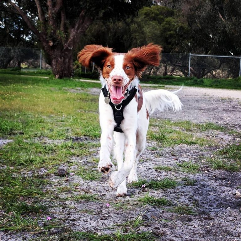 Dog Training Courses Centre Perth, WA Kalmpets
