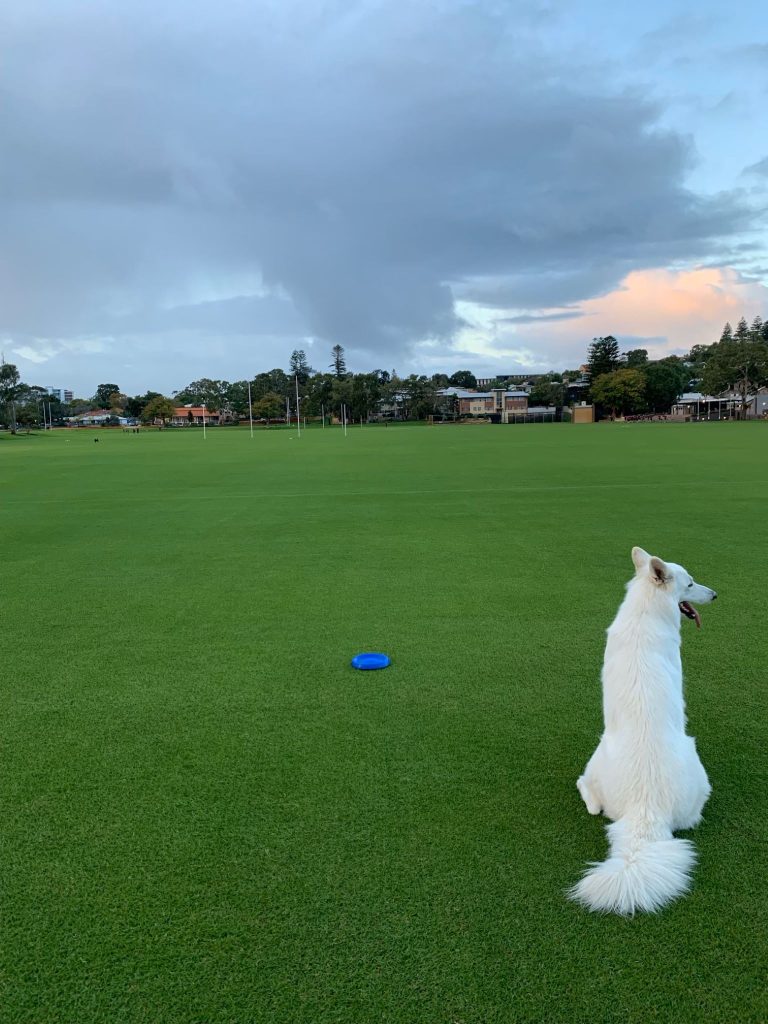 Dog looking at clouds
